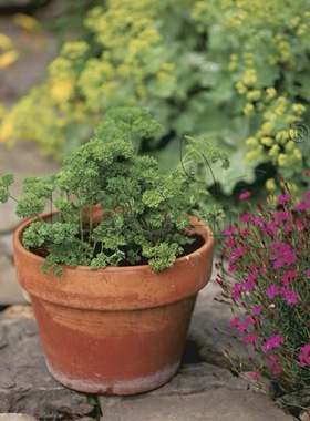 卷叶欧芹种子 皱叶欧芹 香芹 荷兰芹Moss Curled Parsley香草种籽