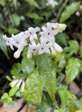蛇根草种子雪里开花阴蛇风岩泽兰雪里梅散血草四季花钻地风草种籽
