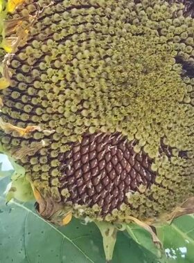 红皮瓜子种籽水果葵花籽零食坚果高产简易播种甜糯一年生瓜籽种子