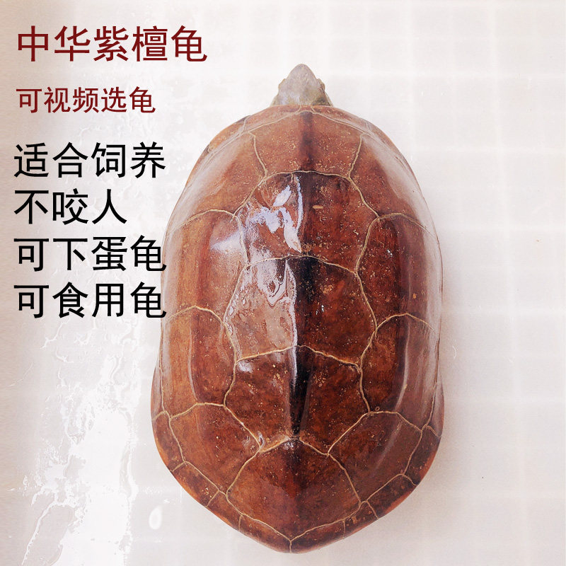 下蛋食用母龟外塘中华草龟汉龟乌龟滋补老龟活体宠物龟纯原紫檀龟