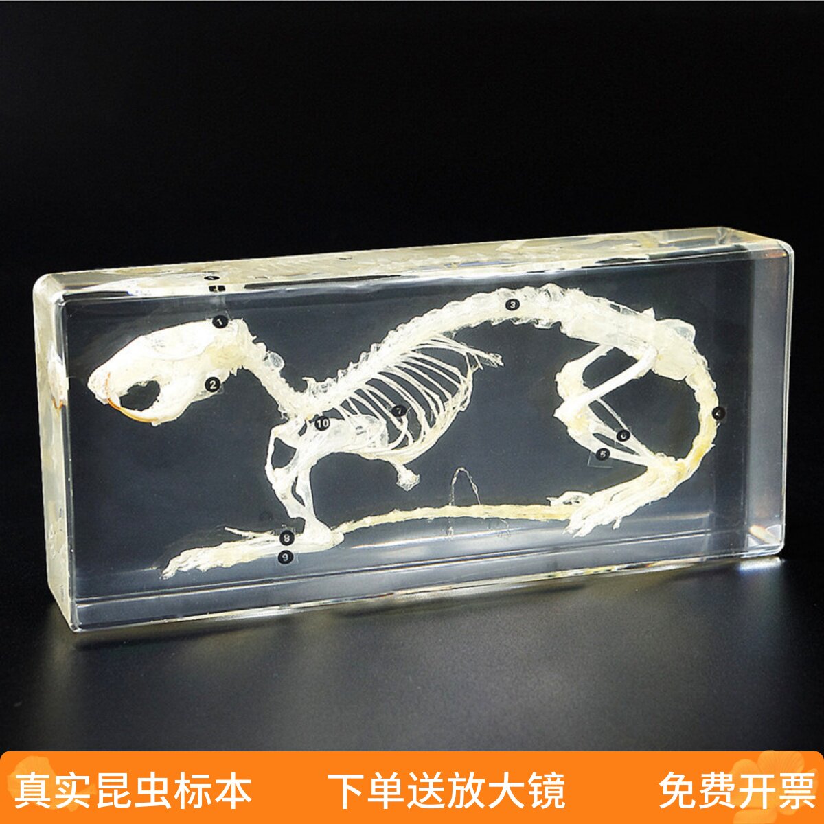 千千谷动物骨骼昆虫标本