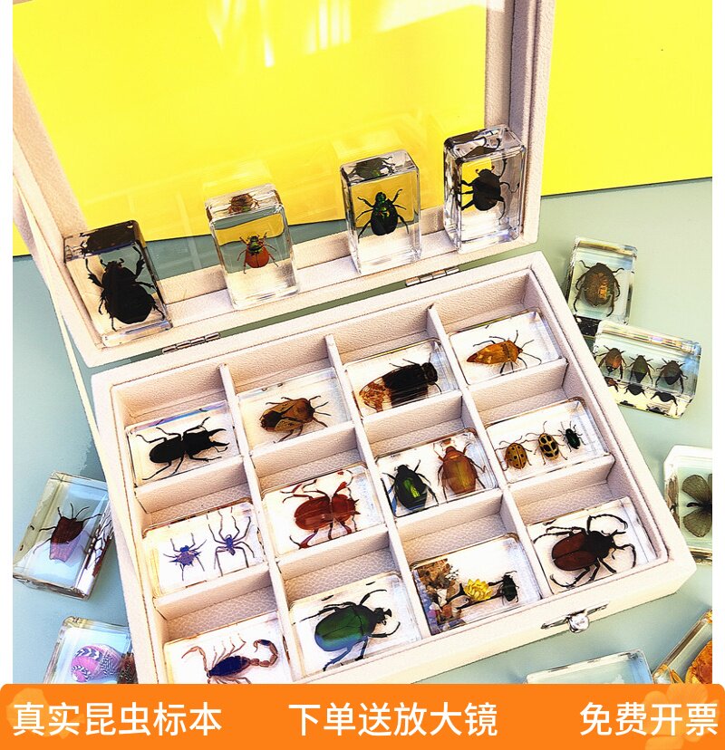 真蝴蝶树脂教具昆虫标本甲虫动物蝗虫蚂蚁海洋蜻蜓蜜蜂鱼儿童礼物