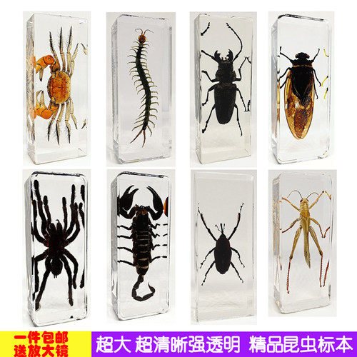 新款真实昆虫标本树脂螳螂甲虫