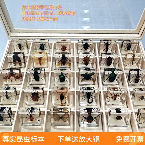 真实小动物昆虫标本教学儿童礼物