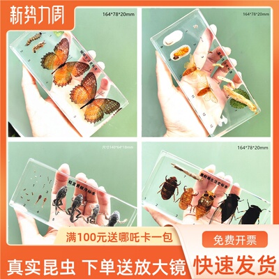 千帆昆虫标本树脂包埋