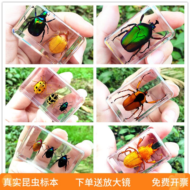 真实昆虫标本透明树脂创意小摆件蝎子蜘蛛蜈蚣甲虫幼儿园海洋动物