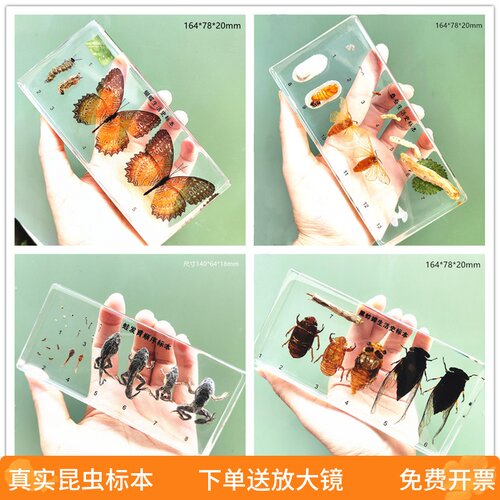 千帆昆虫标本树脂包埋