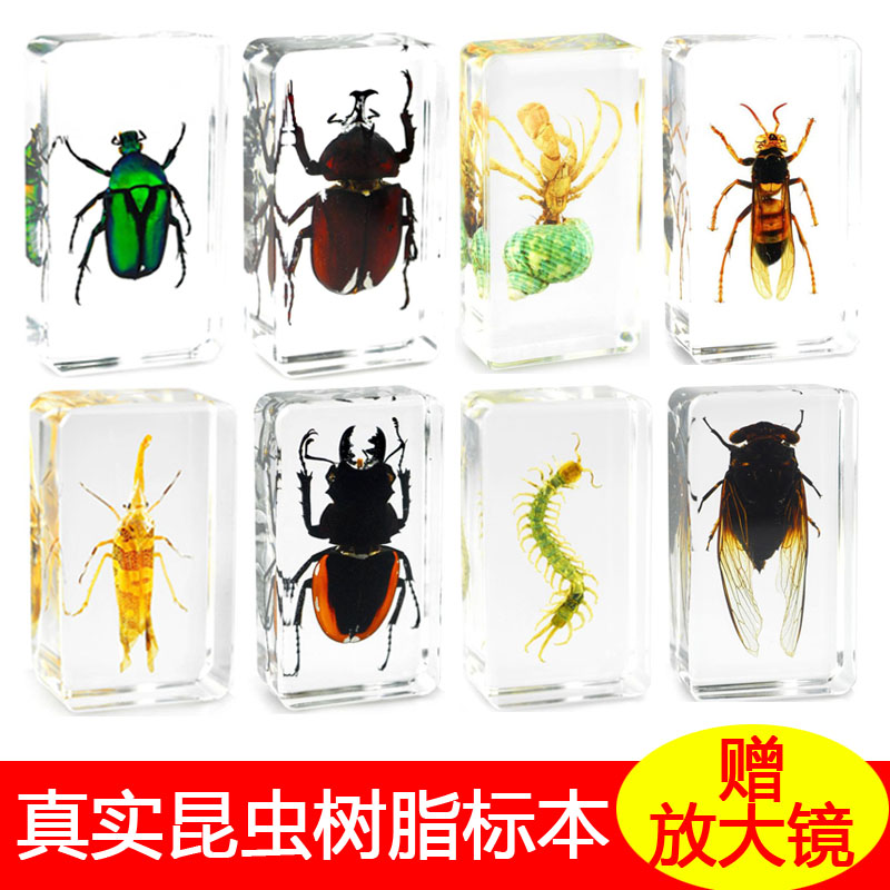 动植物真实昆虫标本树脂甲虫独角仙星天牛蜈蚣蝎子螳螂蝗虫蜘蛛|msdalam kategori Toy/bayi/teka-teki/blok bangunan/model, pembelajaran/eksperimen/lukisan alat tulis, Eksperimen Sains - dari Buy2taobao.com untuk memberikan perkhidmatan ejen Taobao profesional membeli