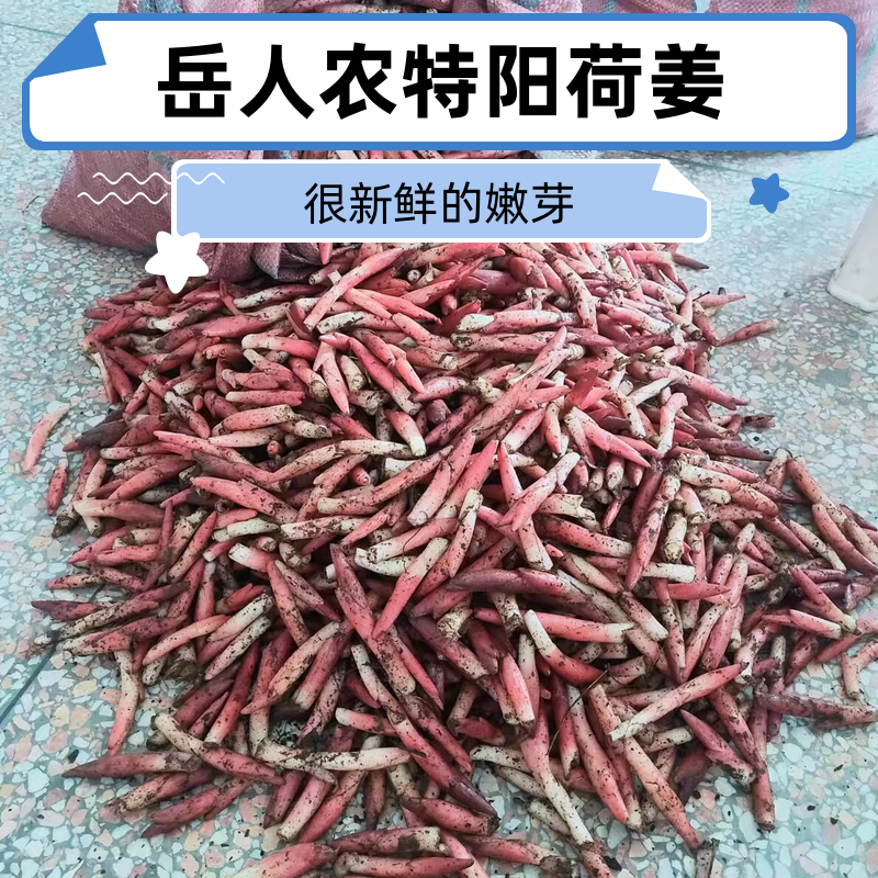 2025新鲜阳荷姜时令蔬菜洋荷姜笋蘘荷茗荷姜芽阳霍日式料理店野菜