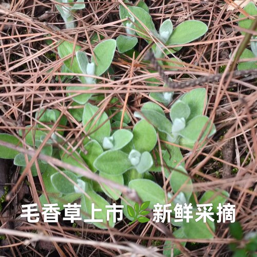现采新鲜毛香草2026年毛香草鼠曲草毛香粑水萩粑蒿子粑粑原材料