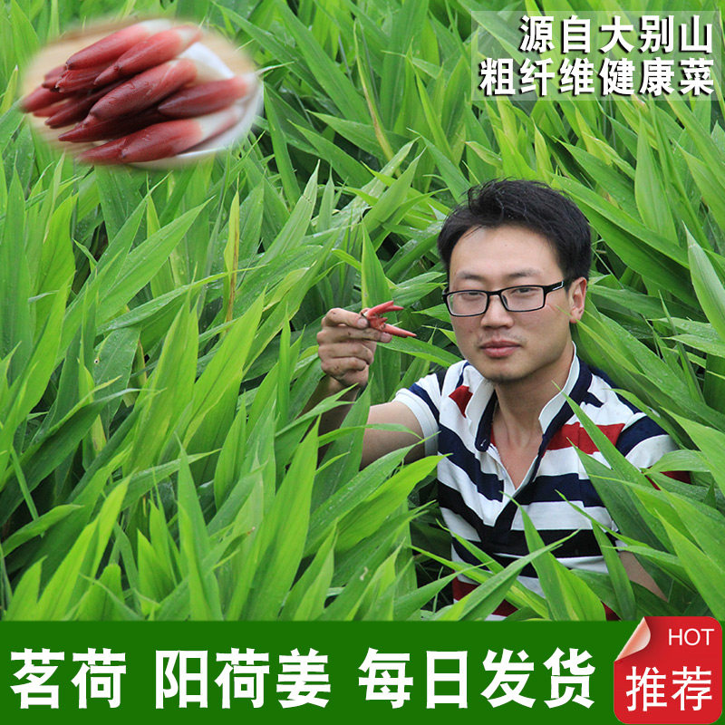 农家自种2025阳荷姜新鲜蔬菜洋荷姜笋蘘荷茗荷阳霍日式料理店野菜