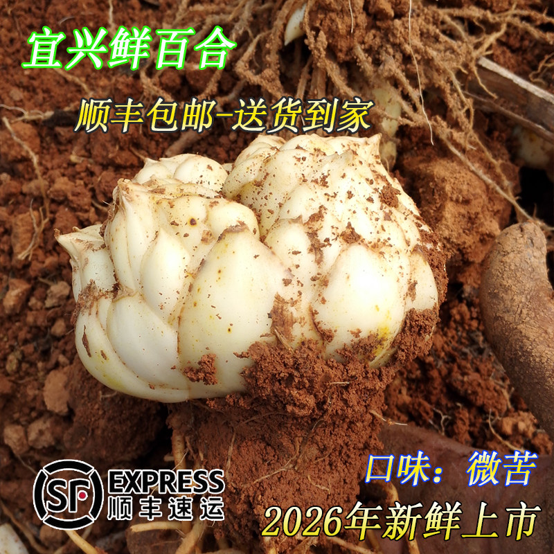 2026年现挖新鲜宜兴大百合顺丰