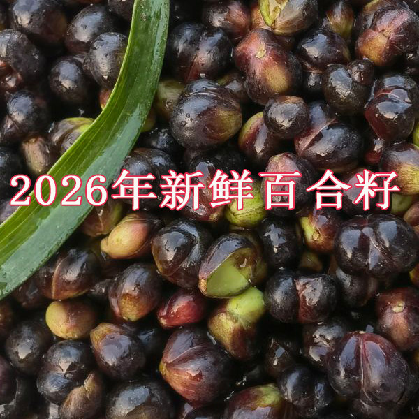 2026年现采百合子包邮百合籽