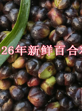 2026年现采百合子包邮百合籽