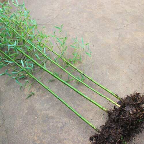 户外大型盆栽植物价格 户外大型盆栽植物图片 星期三