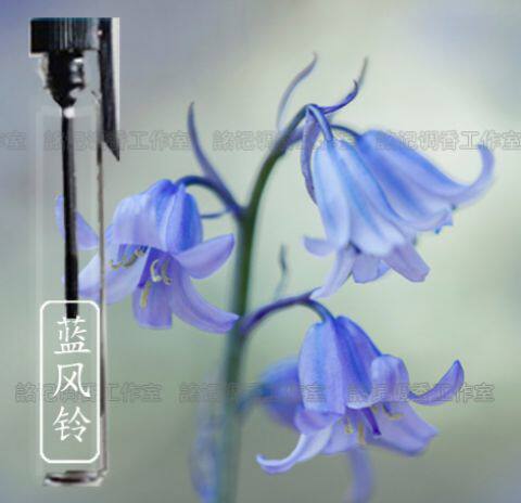 蓝色风铃草/蓝风铃 甜美少女女士小清新 淡雅香水 清淡持久留香