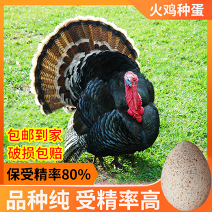 包邮 青铜火鸡种蛋受精蛋可孵化青铜贝蒂娜火鸡受精尼古拉种蛋20枚