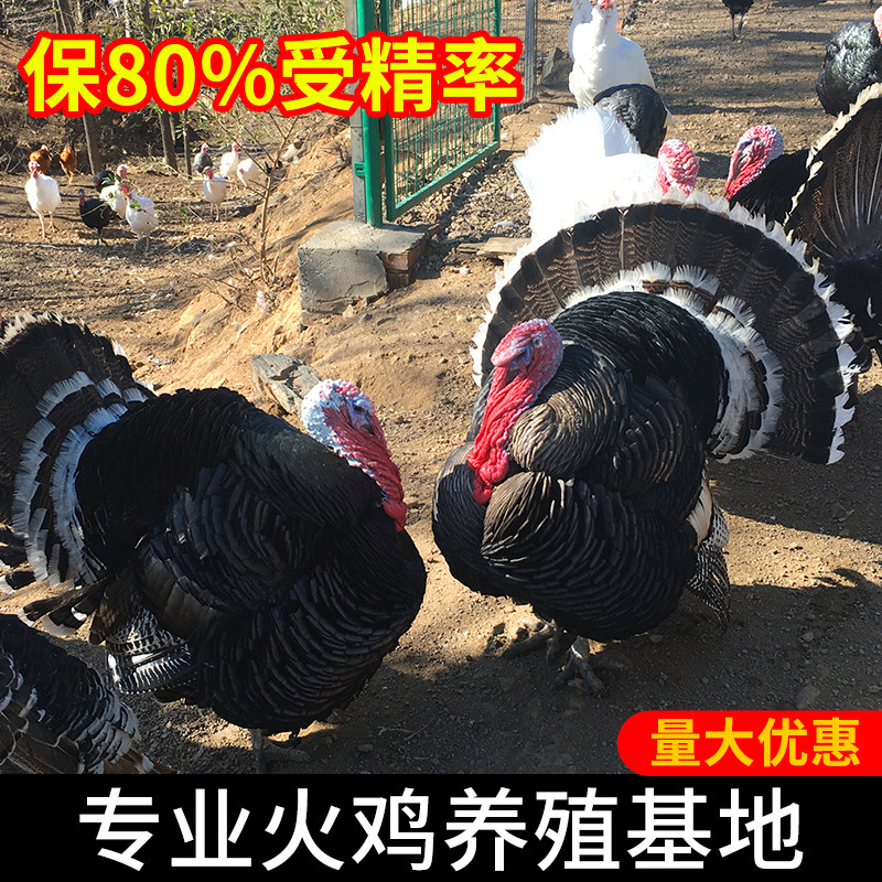 青铜火鸡种蛋受精蛋可孵化尼古拉火鸡受精种蛋包邮巨型火鸡活幼苗