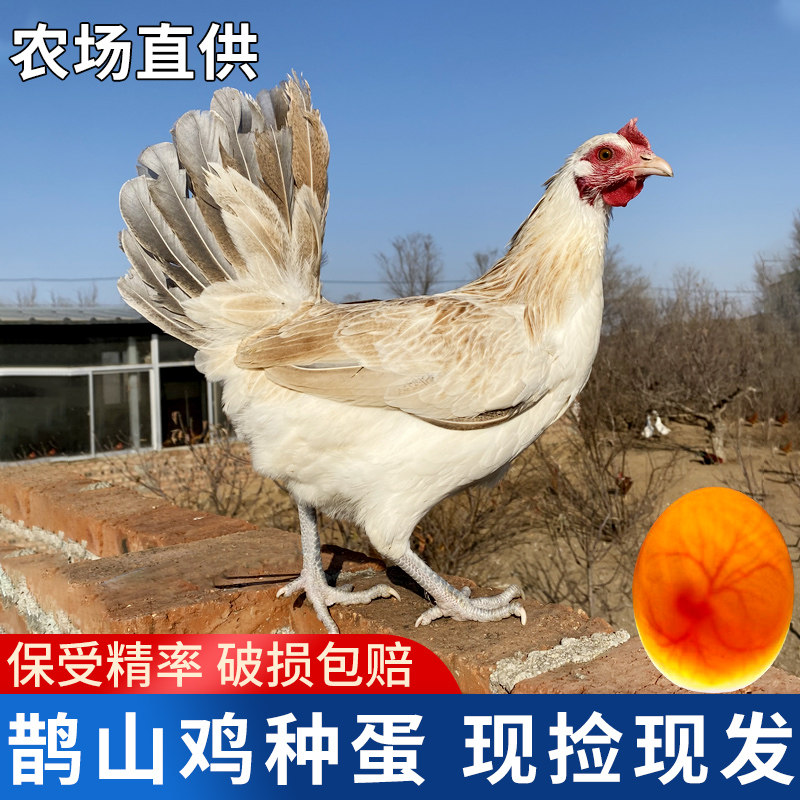 纯种鹊山鸡种蛋受精蛋可孵化小鸡受精观赏鸡小体型土鸡受精卵包邮,畜牧/养殖物资,鸡苗/种鸡/种蛋/受精蛋,淘宝优惠券,粉丝福利购,淘宝优惠卷
