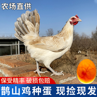 纯种鹊山鸡种蛋受精蛋可孵化小鸡受精观赏鸡小体型土鸡受精卵包邮