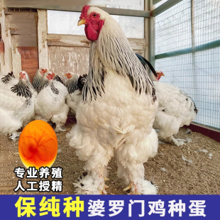 婆罗门脱温鸡活苗种蛋受精蛋可孵化小鸡巨型梵天鸡观赏鸡种受精蛋