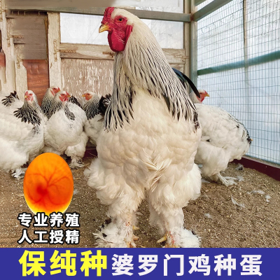 婆罗门种蛋受精蛋受精率保80%