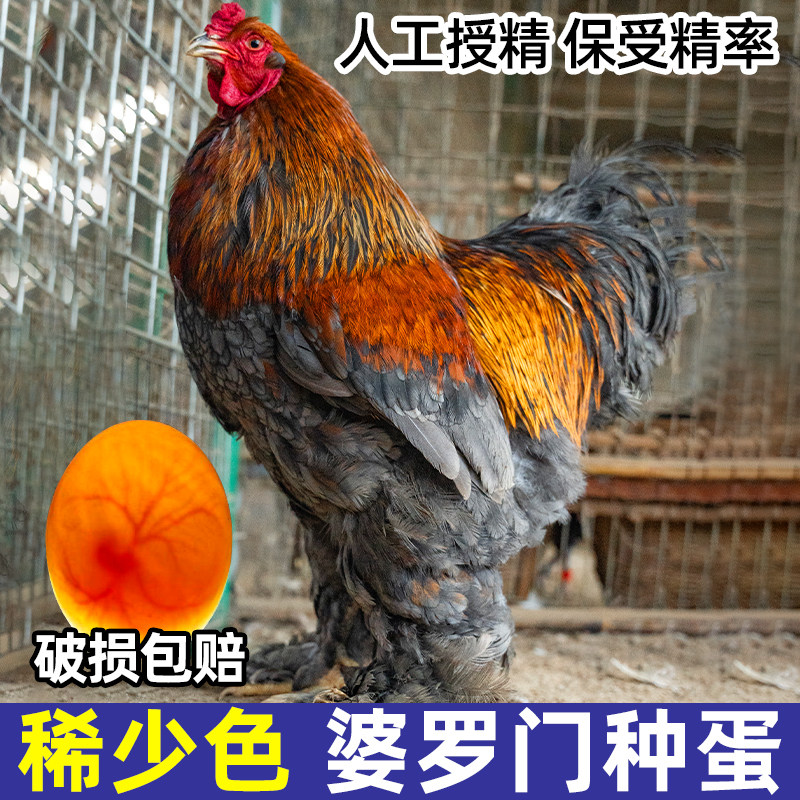 种蛋受精蛋可孵化婆罗门鸡种蛋受精蛋可孵化鸡蛋稀有品种纯种毛腿
