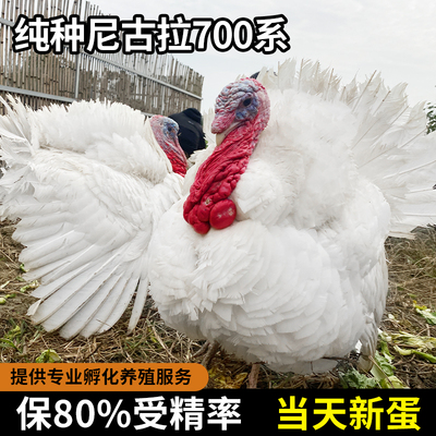 火鸡种蛋受精蛋尼古拉700系