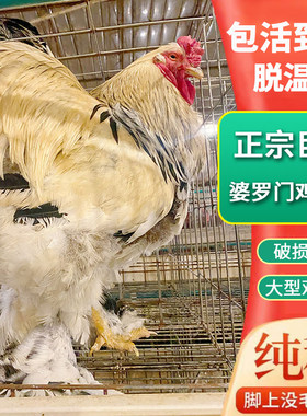 婆罗门鸡蛋种蛋受精蛋可孵化新鲜现捡现发包邮大型纯种梵天鸡种蛋