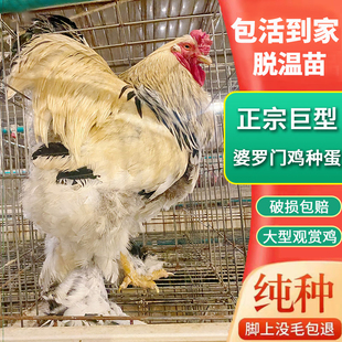 婆罗门鸡蛋种蛋受精蛋可孵化新鲜现捡现发包邮大型纯种梵天鸡种蛋