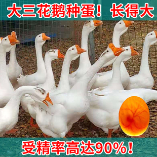 五龙鹅种蛋受精蛋可孵化受精鹅蛋豁眼大三花白鹅受精东北鹅蛋种蛋
