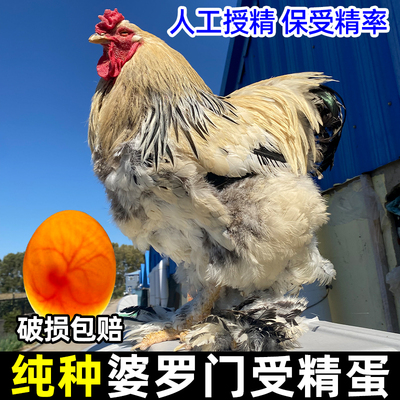 [999+孵化爱好者都在买】