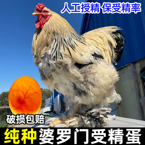 [999+孵化爱好者都在买】