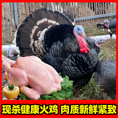 活体现杀新鲜散养火鸡