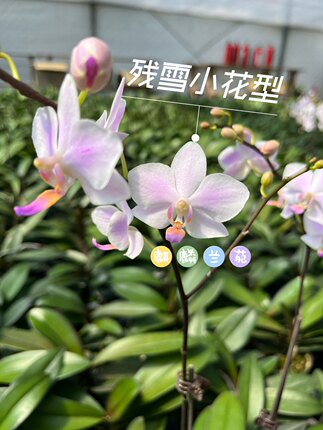麒麟兰苑残雪趣味蝴蝶兰盆栽室内绿植盆栽阳台鲜花花期长