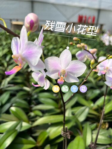 蝴蝶兰室内蝴蝶兰盆栽花期长