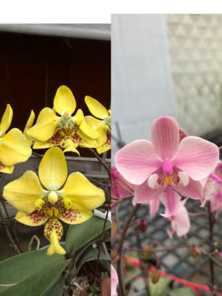 黄史交复古脉纹西实生1.7宝宝苗根系1-3条室内鲜花绿植