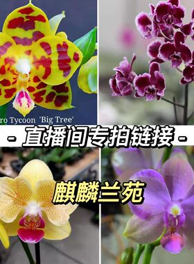 直播间蝴蝶兰花期长一物一拍