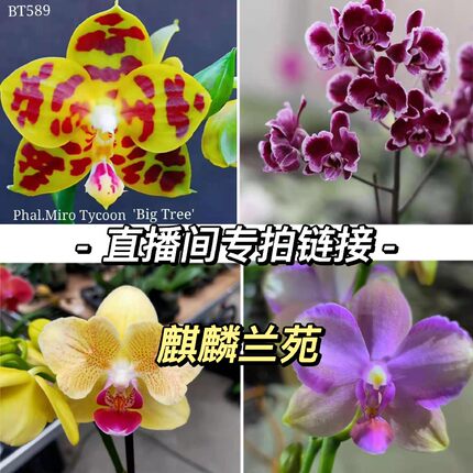精品蝴蝶兰直播间专用一物一拍室内阳台花卉花期长下单备