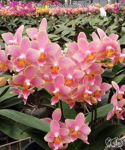 魅力317香味趣味蝶蝴蝶兰2.5寸杯苗单花剑室内鲜花绿植盆栽花卉