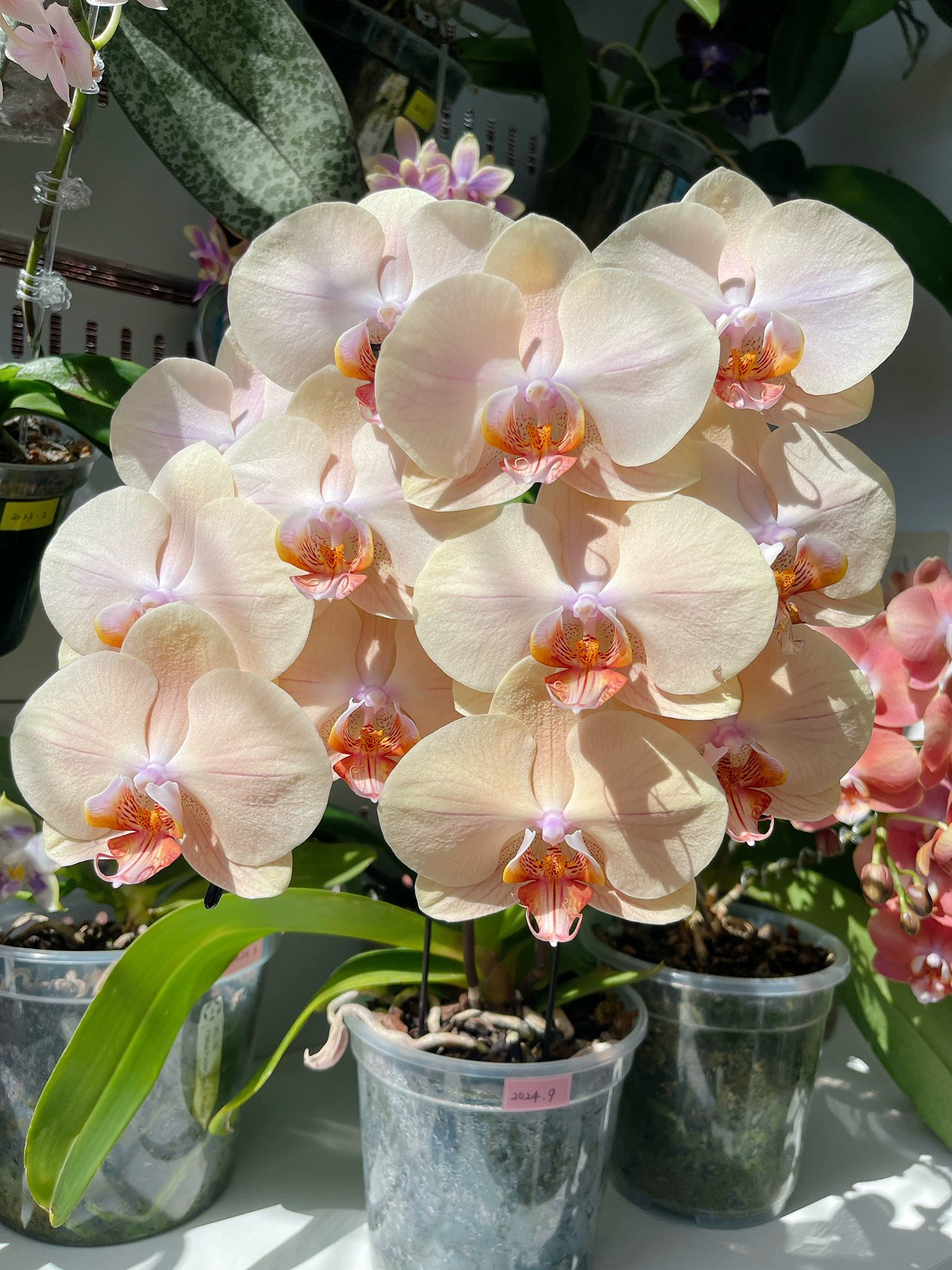 维纳斯蝴蝶兰2.5寸苗无花剑趣味蝶鲜花室内绿植盆栽植物花期优选