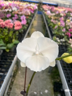 雪绒花大舌头蝴蝶兰2.5寸苗无花剑室内鲜花绿植盆栽花卉