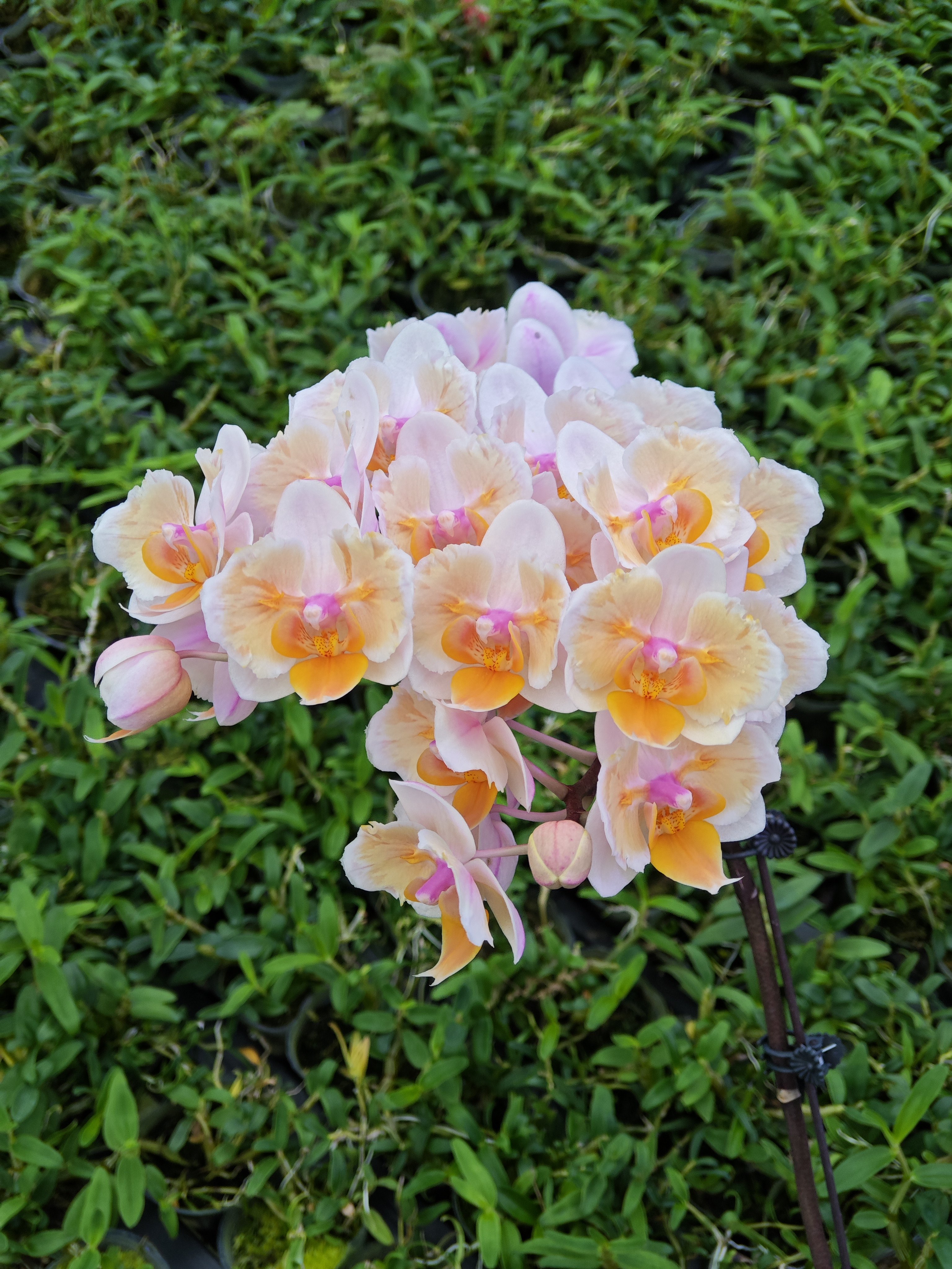 好点子蕾丝两眼1.7寸宝宝苗换