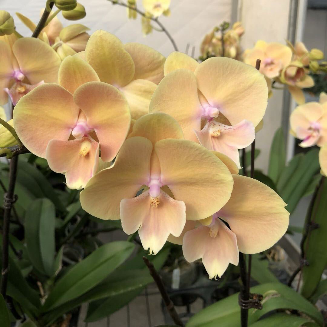 芳美1666大舌头蝴蝶兰3.0寸杯刚刚出根尖室内鲜花绿植盆栽