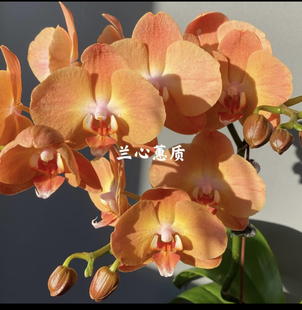 0861锦绣之光蝴蝶兰2.8寸杯苗无花剑室内鲜花绿植盆栽花卉