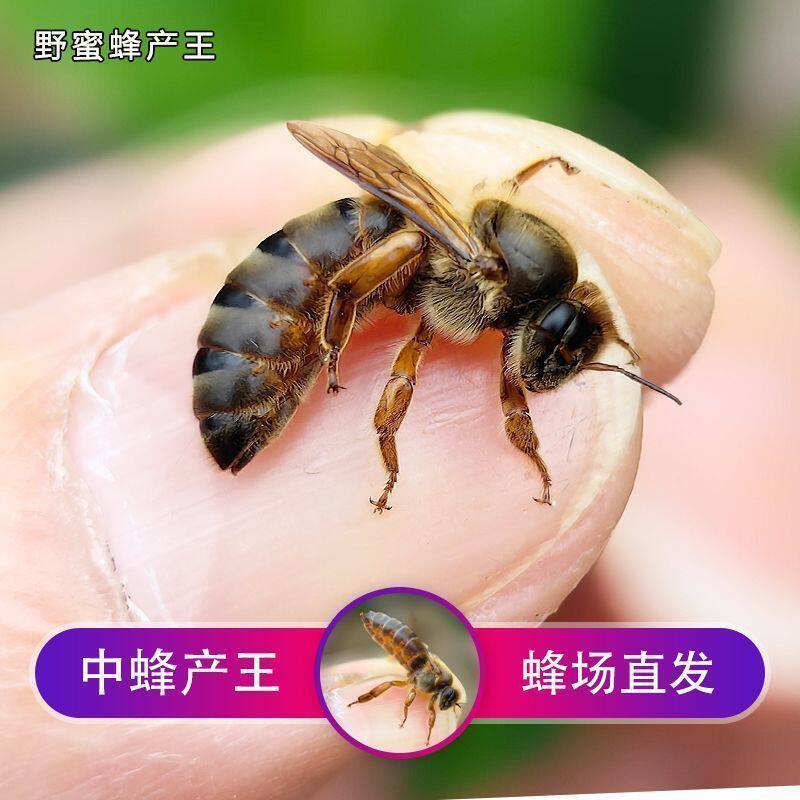 中蜂蜂王强群优质开产王广东福建省内附近耐寒双色阿坝中蜂产卵王