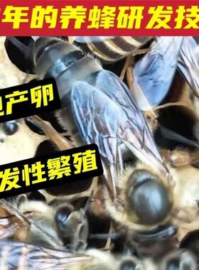 中蜂蜂王种王土蜂产卵王高产阿坝双色生产王广西蜜蜂活体开产新王