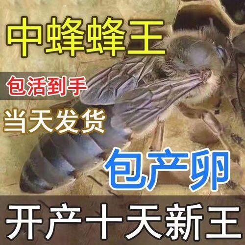 广西中蜂种王蜜蜂产卵强群王阿坝红背开产交尾仓王土蜂纯种伏牛王