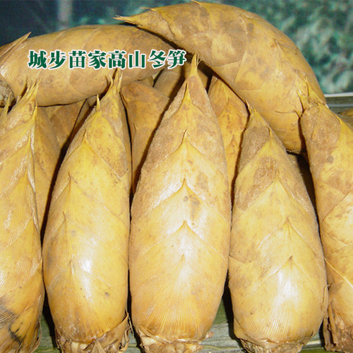 冬笋现挖野生高山黄笋时令蔬菜新鲜火锅食材竹笋城步特产5斤包邮