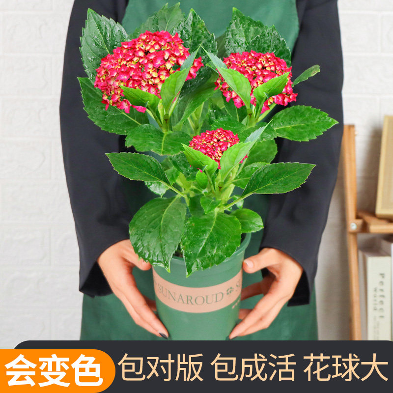 无尽夏绣球花苗盆栽花卉植物室内阳台带花苞好养的花四季开花不断